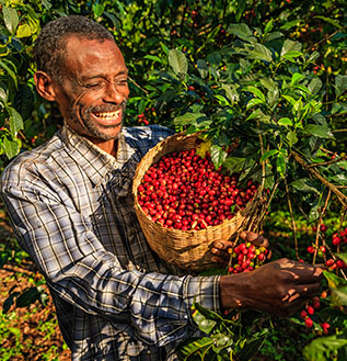 man picking coffee beans off the plant carrying basket full of coffee beans