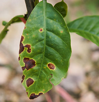 close up of leaf with coffee leaf rust
