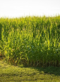 corn field with waterway image