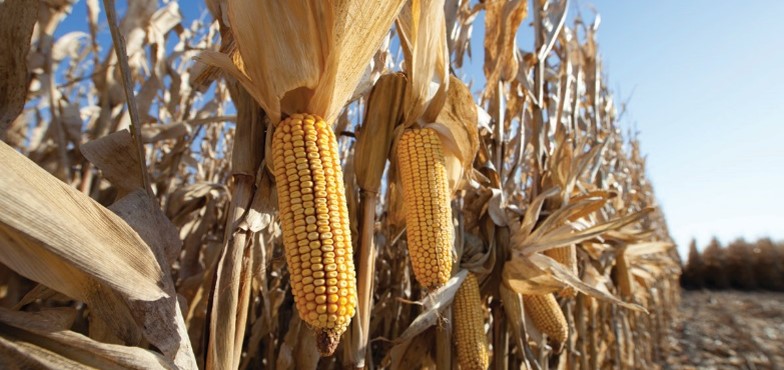 corn on stalk