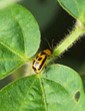 bean leaf beetle