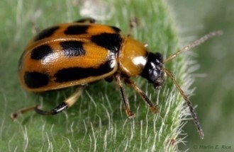 bean leaf beetle