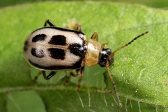 bean leaf beetle