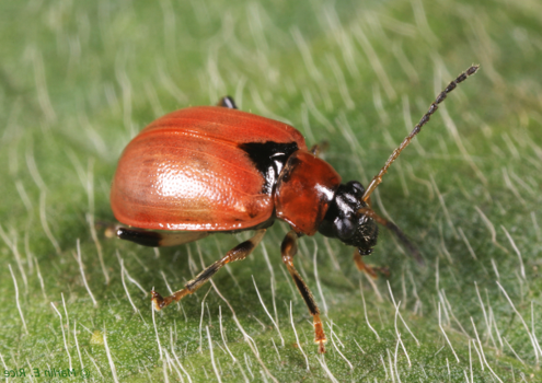 bean leaf beetle