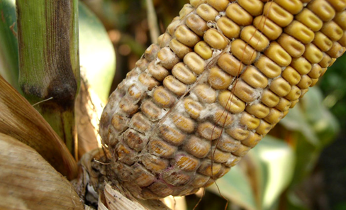 Diplodia Ear Rot