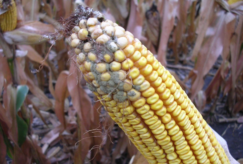 Aspergillus Ear Rot