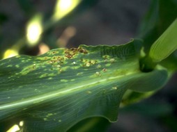 First indication of common smut as leaf infection. Small bumps occur when plants are infected at leaf whorl stage