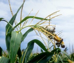 Mature common smut galls on the tassel.