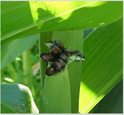 corn polination success