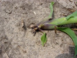 Rootless corn caused by shallow planting 