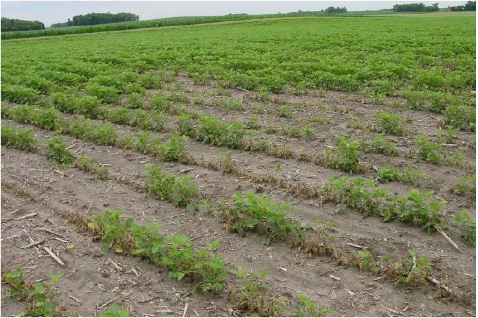 Champ de soya présentant une réduction du peuplement due à la pourriture fusarienne des racines.