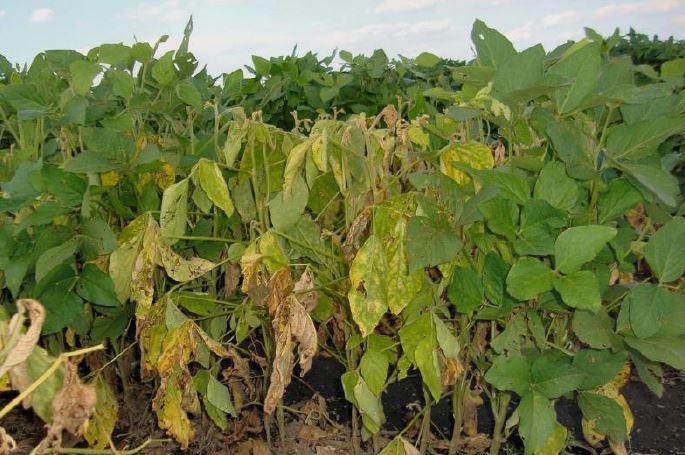 Plants de soya flétris par la pourriture des racines et des tiges, causée par Phytophthora