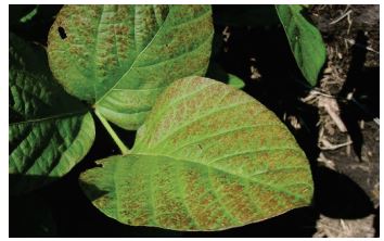 Couleur bronzée des feuilles due à Cercospora