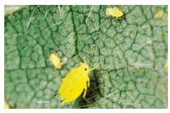 Puceron qui s’alimente sur la feuille de soya.