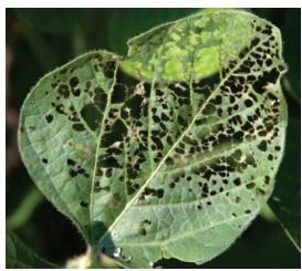 Feuille de soya dont il ne reste que le squelette dû à l’alimentation du scarabée japonais.