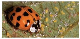 Coccinelle prédatrice de pucerons