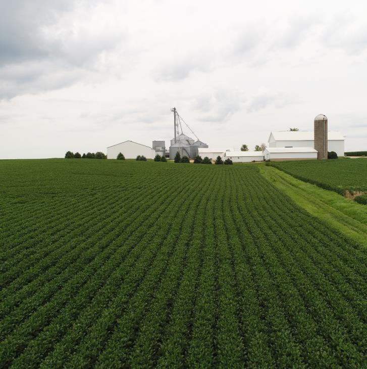 field of soybeans