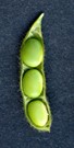 full seed stage soybean pod