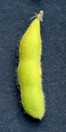 mid-way from full seed to maturity soybean pod