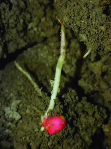 Plant de maïs dont le coléoptile est endommagé par le froid.