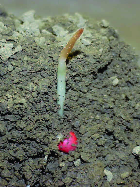 Plant de maïs dont le coléoptile est endommagé par le froid.