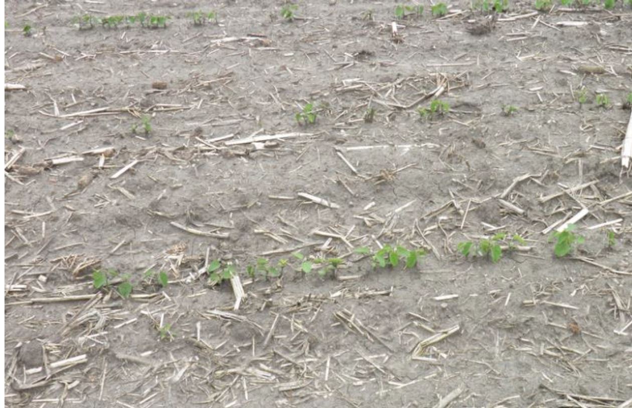 Poor stand establishment in a soybean field due to seedcorn maggot damage.