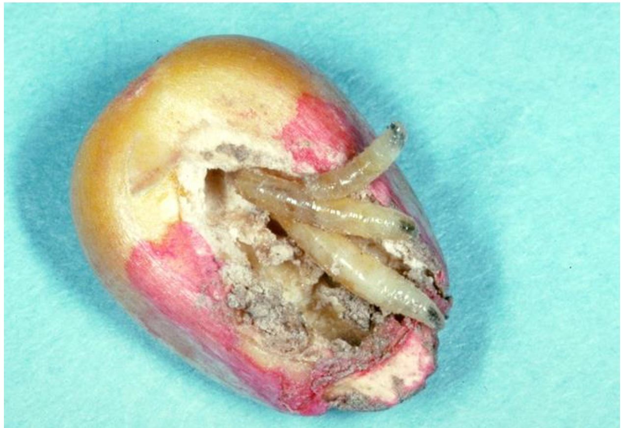 Seedcorn Maggot larvae feeding on a kernel of corn