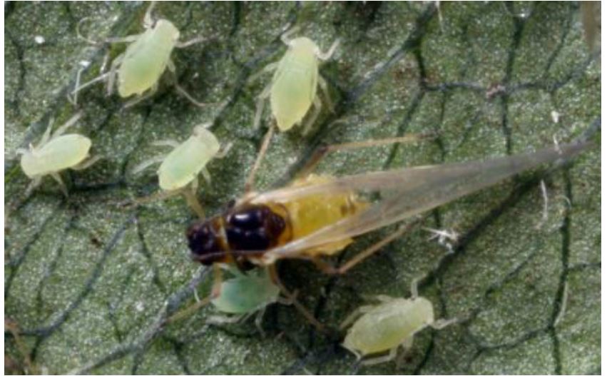 various soybean aphids and nymphs