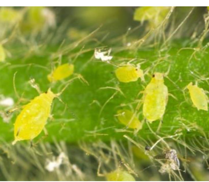 soybean aphids