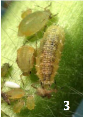 Syrphid fly – larvae