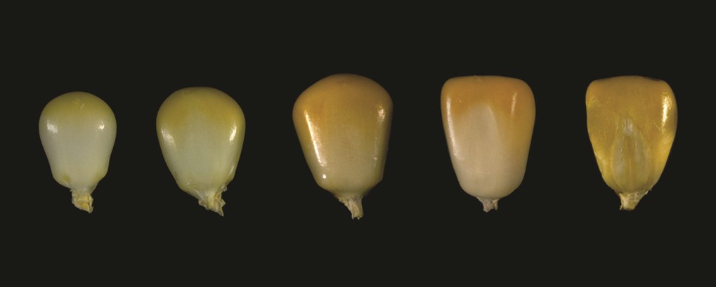 corn kernal comparison