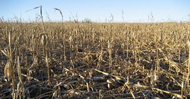 Demande en glucides pendant le remplissage des grains