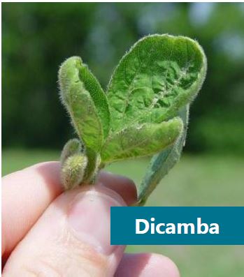 Dicamba