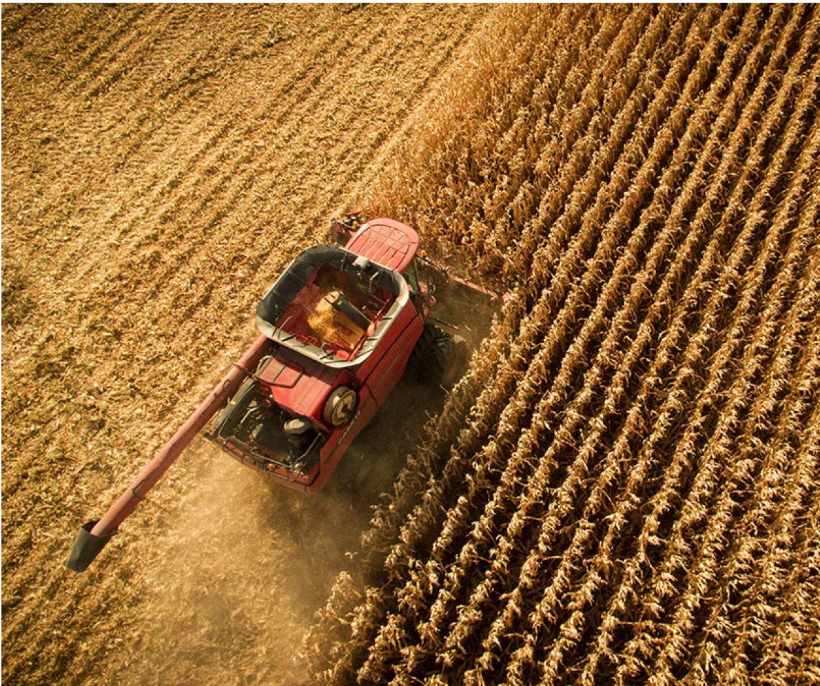 combine harvesting corn