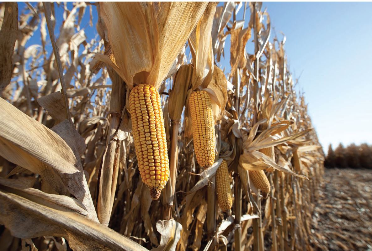 corn ready to be harvested