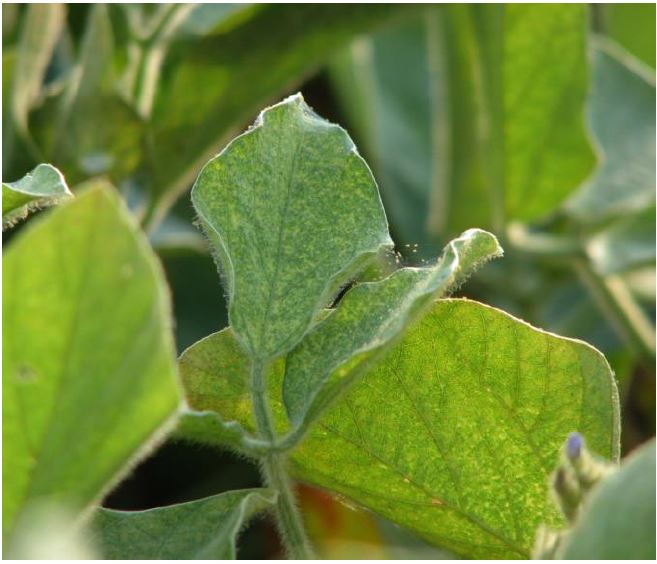 Feuilles de soya présentant des symptômes d’alimentation des tétranyques.