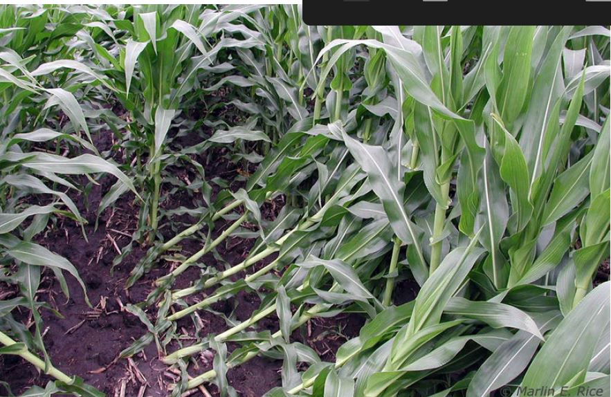 corn root lodging image