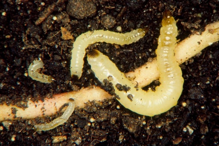 corn rootworm