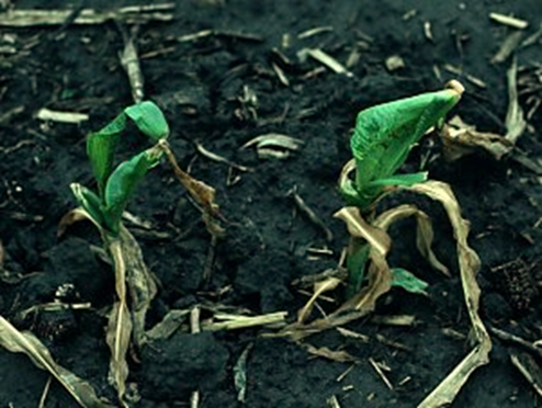 Plants de maïs endommagés deux semaines après la gelée. Plants non taillés 