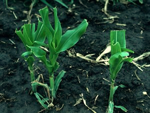 Plants de maïs endommagés deux semaines après la gelée. Taillés trois jours après la gelée