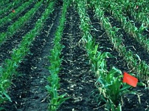 Les plants taillés semblent moins restreints deux semaines après la taille