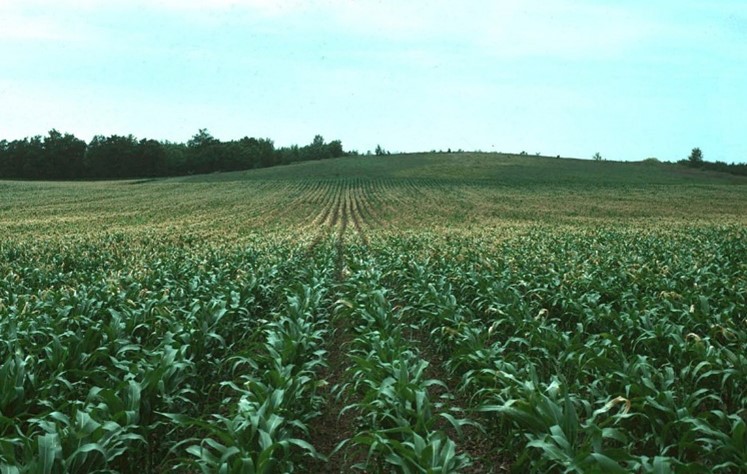 L’air froid descend vers les endroits les plus bas des champs vallonnés. Cela crée des différences dans les dommages causés par la gelée à l’intérieur d’un champ.