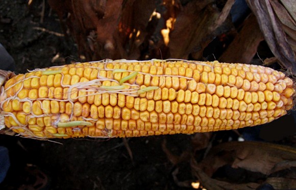 Corn ear with sprouted kernels.