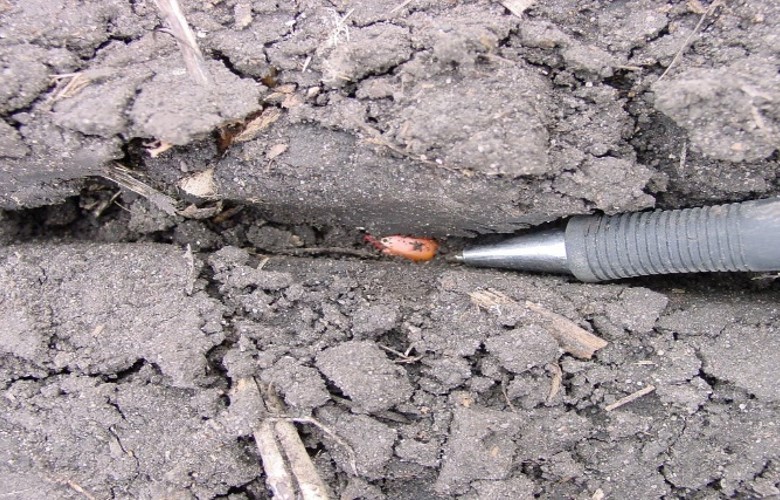 A soil that was too wet to plant, leaving the seed trench open and the seed exposed.