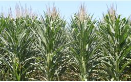 Corn showing the effects of extreme heat and drought stress in central Iowa in 2012.