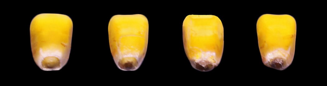 Progression of black layer development in corn kernels, indicating physiological maturity (R6).