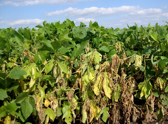 Flétrissement des plants de soya causé par le Phytophthora