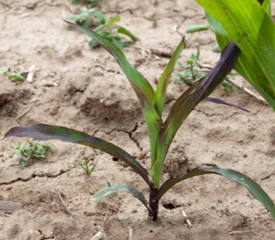 Some genetics are more prone to development of purple color under cool spring conditions