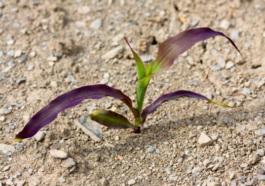 Purple corn due to environmental conditions