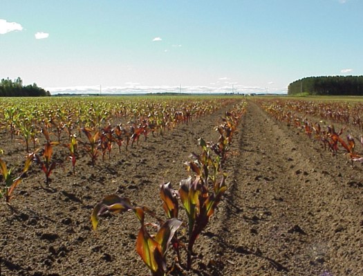 Purpling of early season corn